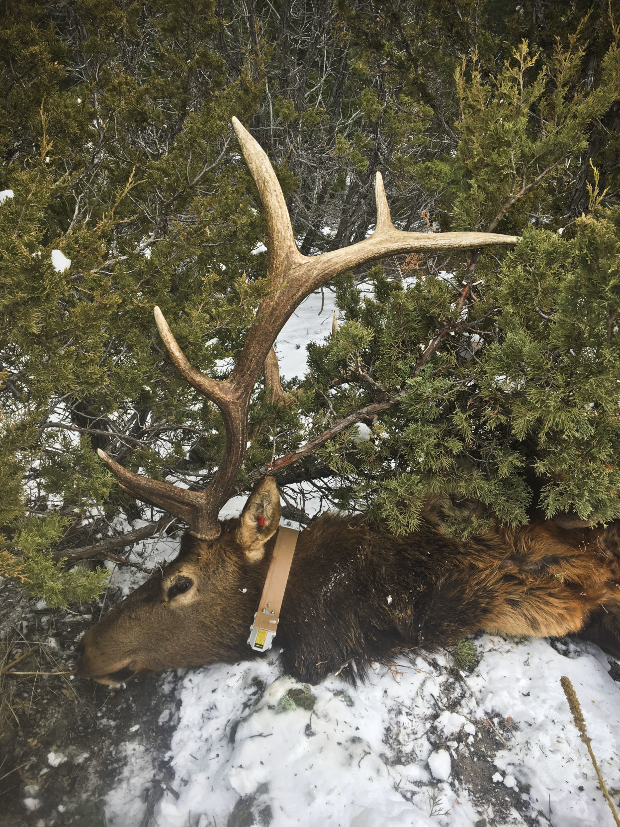 Elkhorn elk study